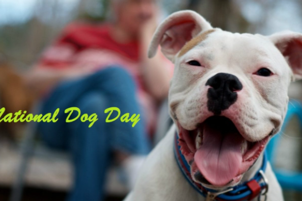 august-26th-is-national-dog-day-petswelcome