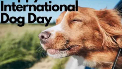 International Dog Day