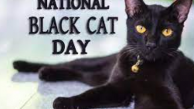 Happy National Black Cat Day 2021
