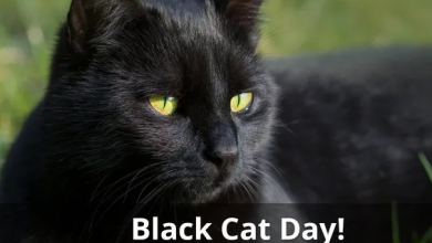 National Black Cat Day 2021