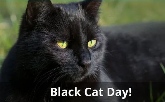 National Black Cat Day 2021