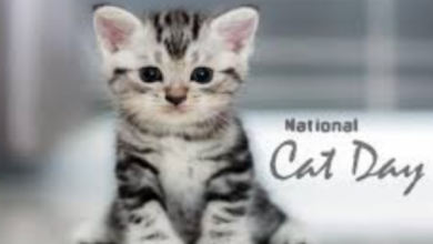 National Cat Day 2021 UK