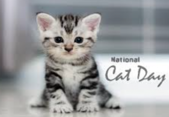 National Cat Day 2021 UK