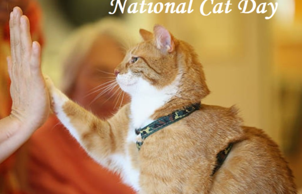 National Cat Day 2021 USA