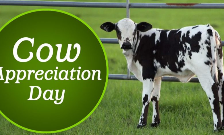 Cow Appreciation Day