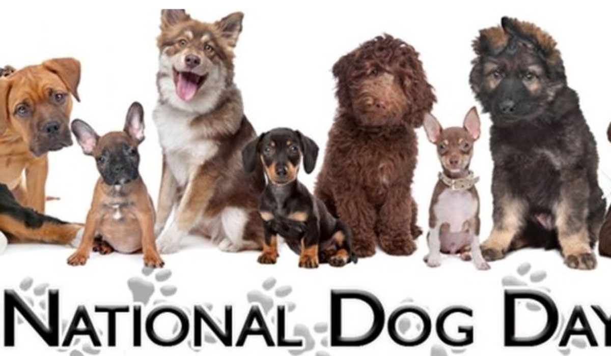 National Dog Day 2022 USA The Star Info
