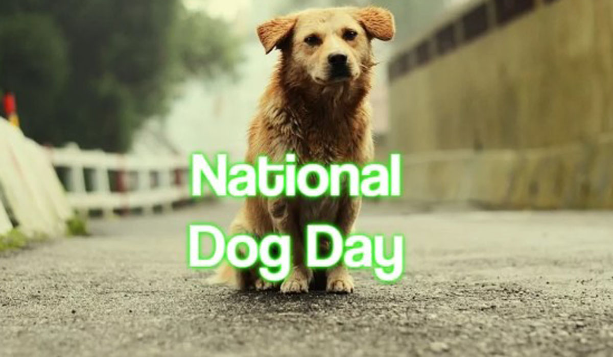 National Dog Day images