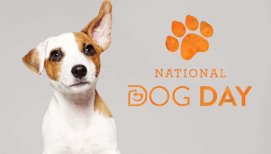 National Dog Day 2022 UK The Star Info