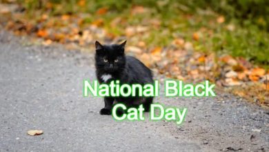 Black Cat Day Images