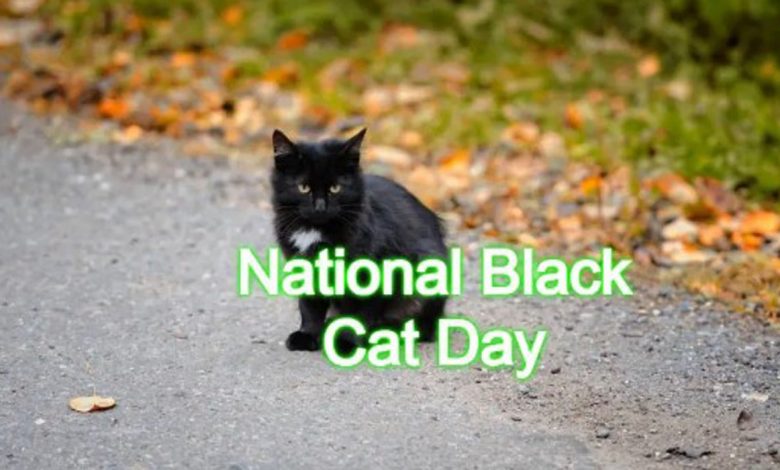 Black Cat Day Images