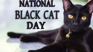 National Black Cat Day 2022 UK