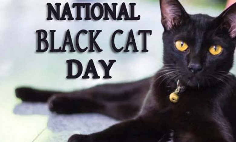 National Black Cat Day 2022 UK