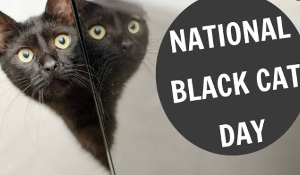 National Black Cat Day