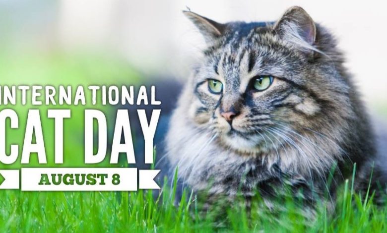 Happy International Cat Day 2023
