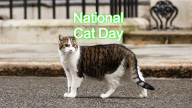 National Cat Day 2023