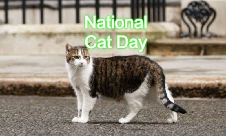 National Cat Day 2023