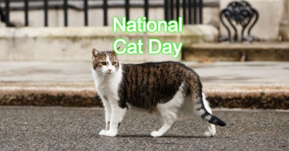 National Cat Day 2023